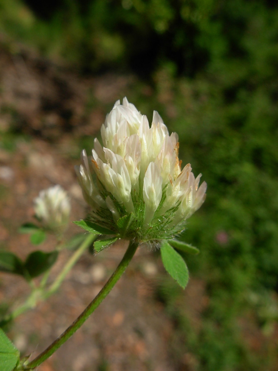 Trifolium pallidum Waldst. & Kit. / Trifoglio pallido